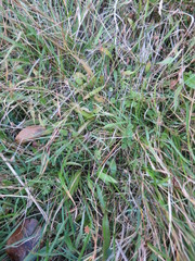 Plantago raoulii