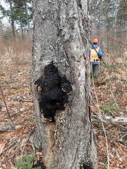 Inonotus obliquus sterilis