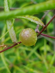 Dryocosmus quercuspalustris