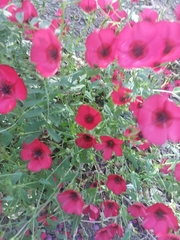 Linum grandiflorum