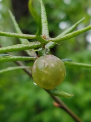 Dryocosmus quercuspalustris