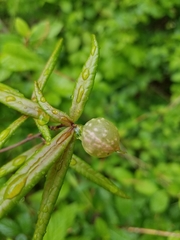Dryocosmus quercuspalustris