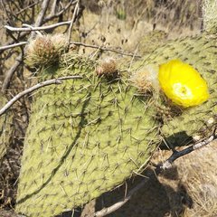 Opuntia huajuapensis