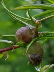 Dryocosmus quercuspalustris