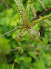 Dryocosmus quercuspalustris