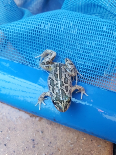 Spotted Marsh Frog, Forbes NSW 2871, Australia, photo 10 of 10