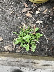 Rumex rugosus