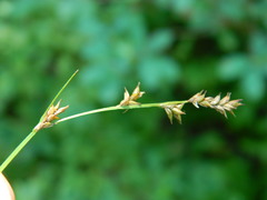 Carex laeviculmis