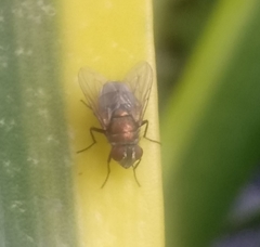 Diptera