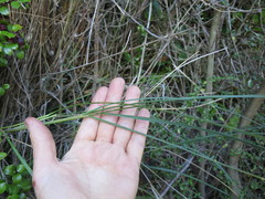 Poa anceps