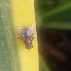 Diptera