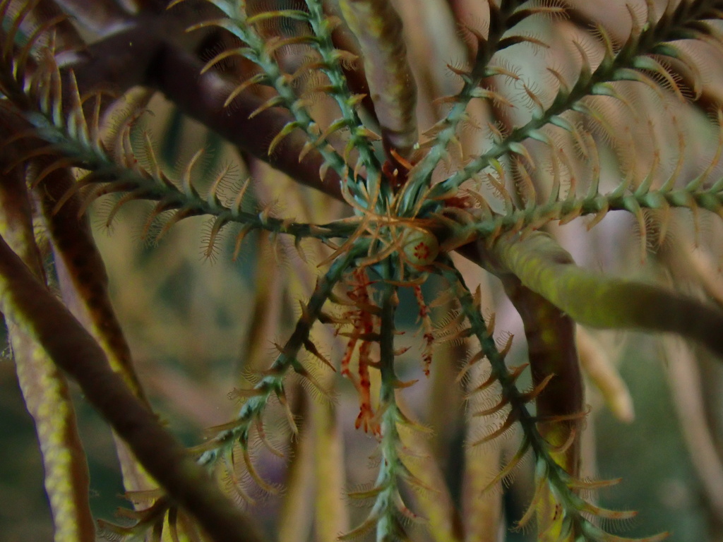 Brown Featherstar Shrimp