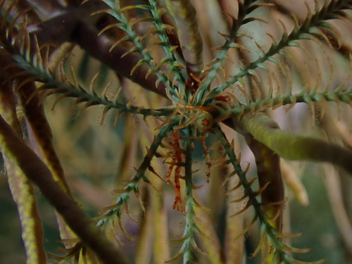 Brown Featherstar Shrimp