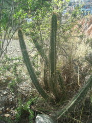 Corryocactus melanotrichus