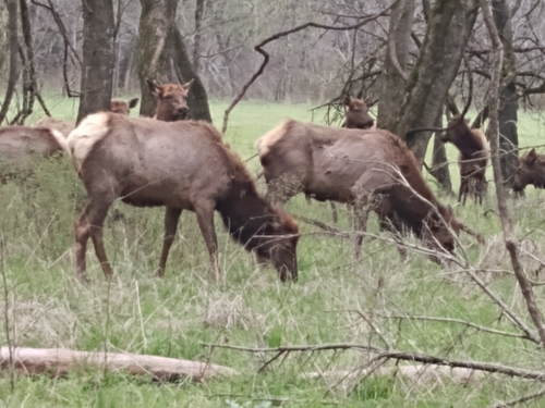 Elk photographed in Arkansas