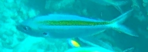Scissor-tailed Fusilier (Caesio caerulaurea)