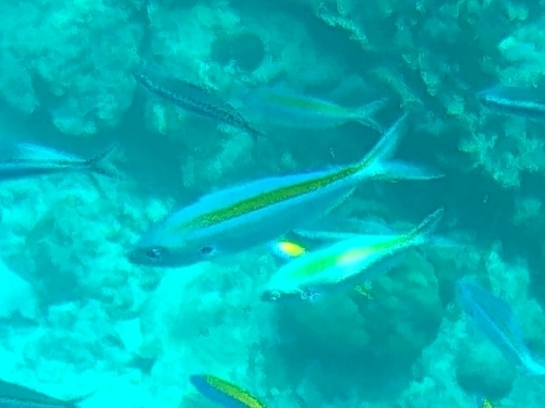 Scissor-tailed Fusilier (Caesio caerulaurea)