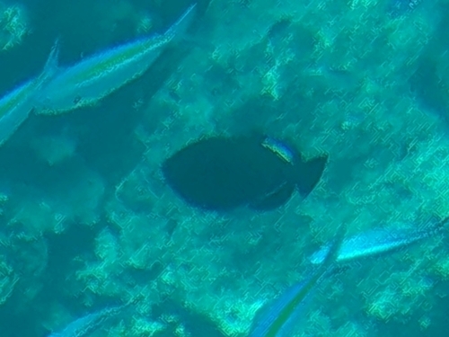 Black-finned Triggerfish (Melichthys indicus)