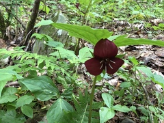 Trillium vaseyi