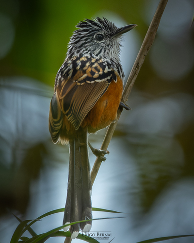 East Andean Antbird