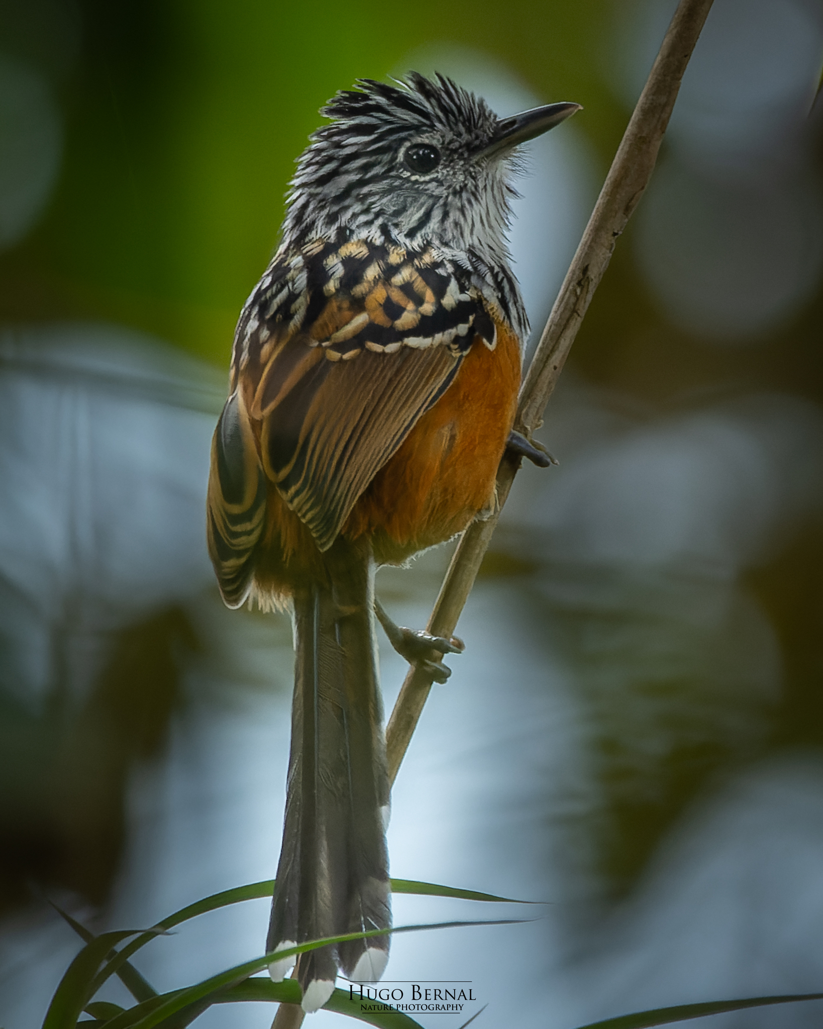 East Andean Antbird (Drymophila caudata), photo 1