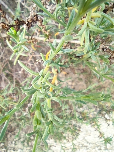 Image of Salsola oppositifolia by (c) Daniel Heras González, some rights reserved (CC BY)