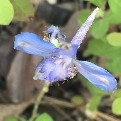Delphinium madrense
