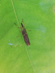 Raphirhinus phosphoreus