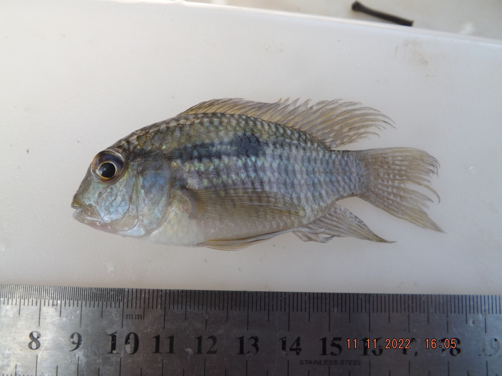 Banded acara (Bujurquina vittata) — Cichlidae