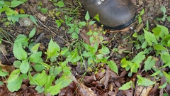 Thaspium trifoliatum aureum