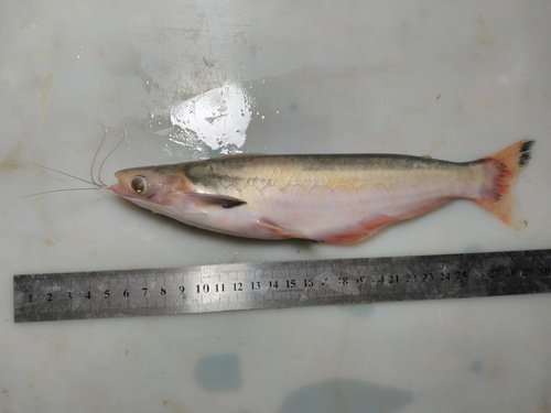 Bonebarbel woodcat (Auchenipterus osteomystax) — Auchenipteridae