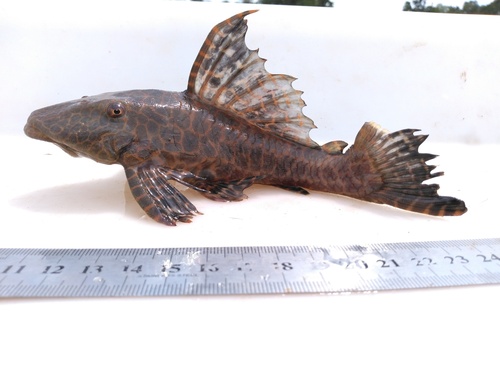 Broadhead pleco (Hypostomus latifrons) — Loricariidae — 5