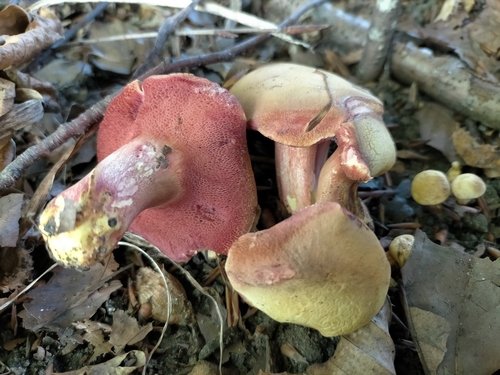 Crimson Bolete