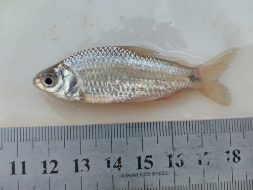 Speckled curimata (Steindachnerina conspersa) — Curimatidae — 3