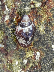 Columbella