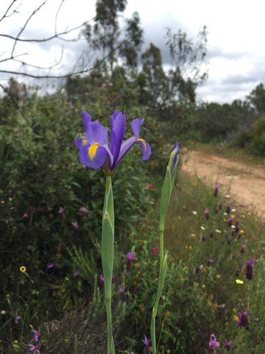 Spanish iris (Iris xiphium)