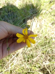 Thelesperma simplicifolium