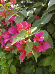 Bougainvillea