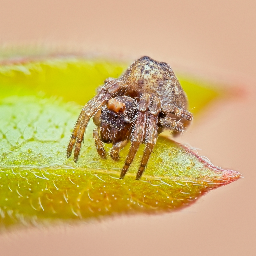 Ocrepeira from Highbanks Metro Park, 9466 Columbus Pike, Lewis Center