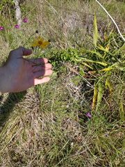 Thelesperma simplicifolium