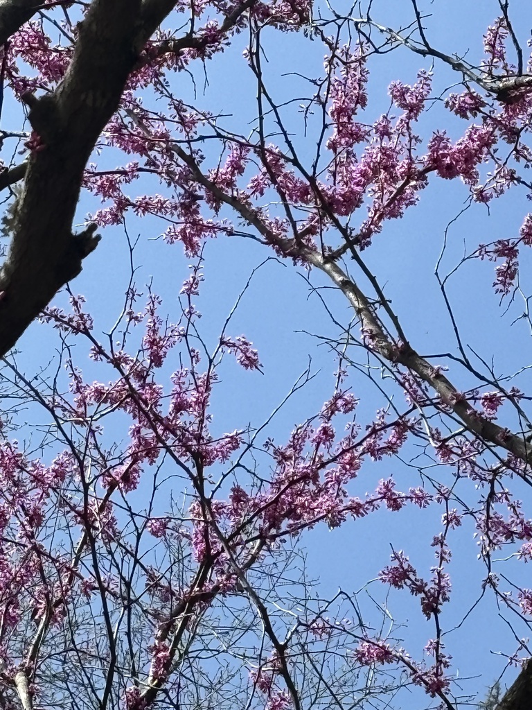 Eastern redbud pink flowers on the trunk