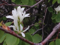 Amelanchier cusickii
