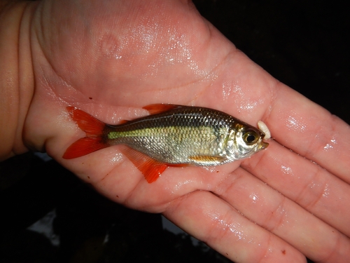 Panama tetra (Hyphessobrycon panamensis) — Characidae — 2