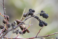 Diplolepis variabilis