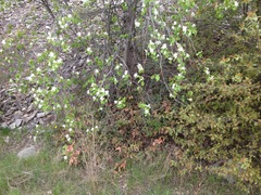 Amelanchier cusickii