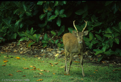 Rusa timorensis