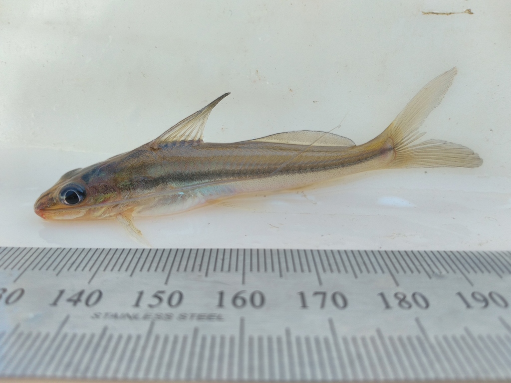 Graceful Pimelodella