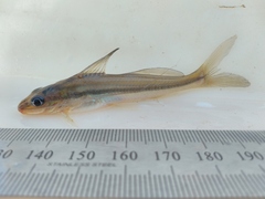 Graceful Pimelodella photo 1
