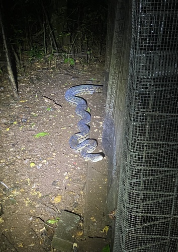 Australian Scrub Python sighting