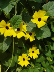 Thunbergia alata